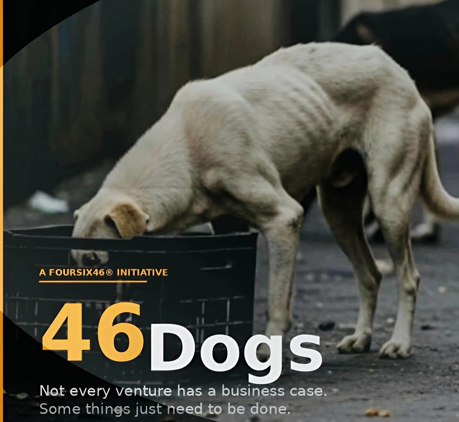 Who Is Responsible for Stray Dogs in India? Why 46Dogs Is the Most Important Thing I'm Building